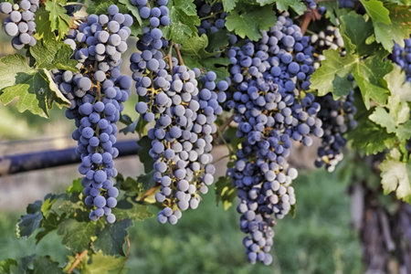 Grape bunches hanging in vineyard