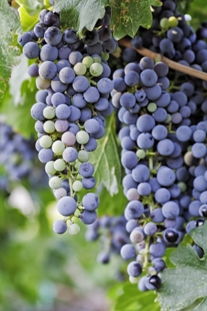 Red wine grape bunches hanging in vineyard, portraitの写真素材