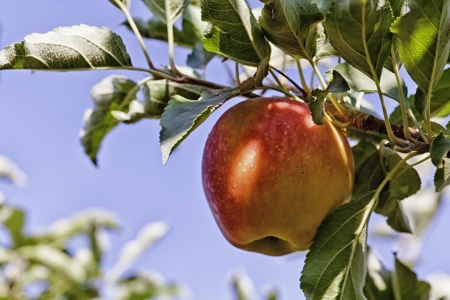 Red apple hanging on tree with blue skies in orchardの写真素材