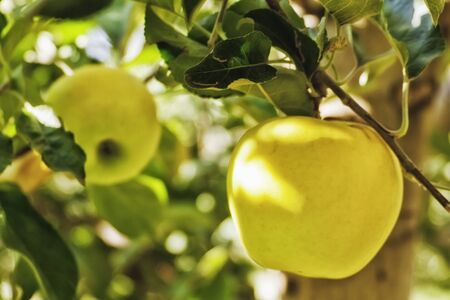 Yellow apples hanging on treeの写真素材