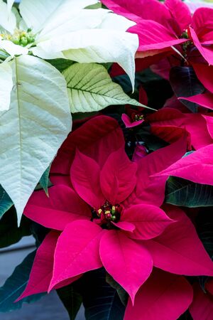 Pink and white holiday poinsettia plantsの写真素材