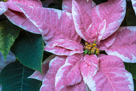 Pink and white verigated poinsettiasの写真素材