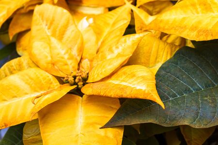 Yellow Christmas poinsettiasの写真素材