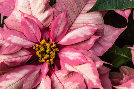 Pink and white verigated poinsettiasの写真素材