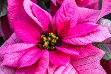 Pink holiday poinsettia plantsの写真素材