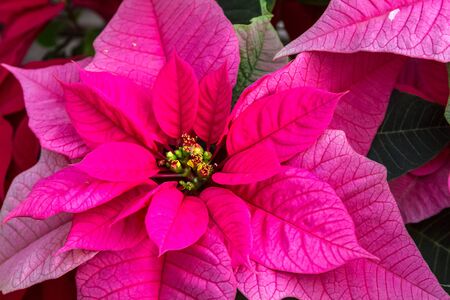 Pink poinsettia bloomの写真素材