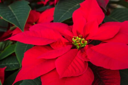 Holiday red poinsettiasの写真素材