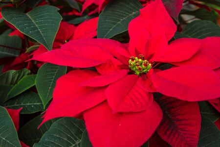 Red Christmas holiday poinsettiasの写真素材