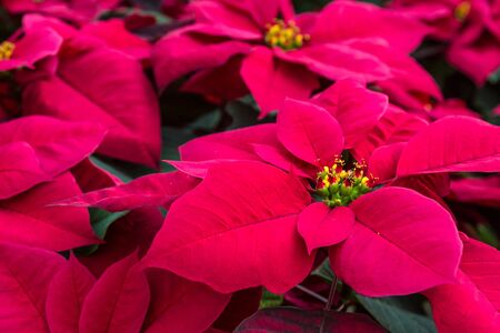 Red poinsettia plants on displayの写真素材