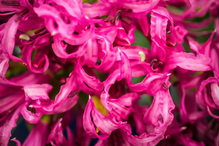 Group of pink flowers