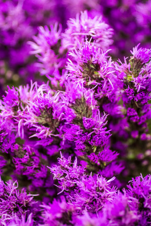Purple flower stems