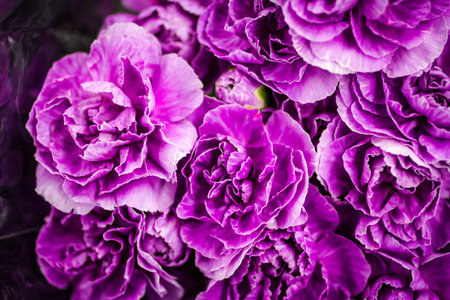 Bunch of purple and white carnations