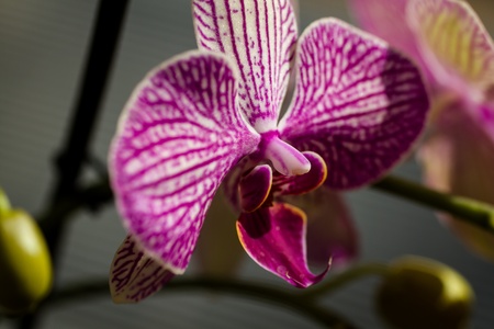 Sunlit white and purple orchid blossomの写真素材
