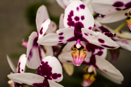White and purple spotted orchidsの写真素材