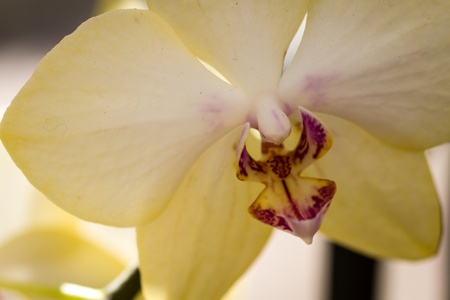 Close up of a pale yellow orchidの写真素材