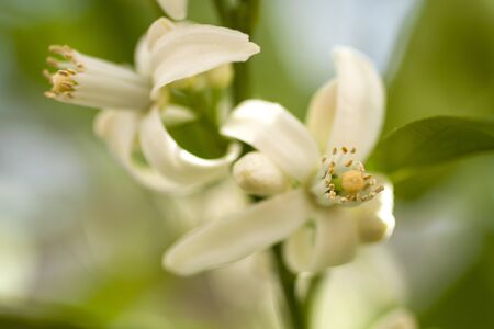 Tangelo orange blossom, close upの写真素材