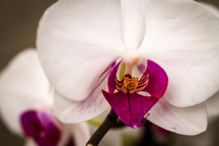 Close up of white orchid with purple centerの写真素材