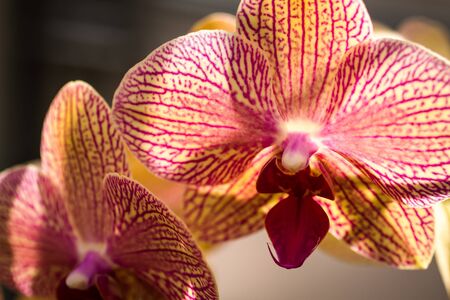 Purple and pale yellow back lit orchid blossomsの写真素材