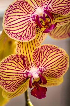 Close up of pale yellow and purple verigated orchid blossom, portrait orientationの写真素材