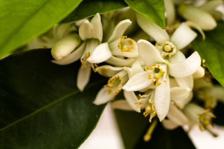 Close up of blood orange fruit blossomsの写真素材
