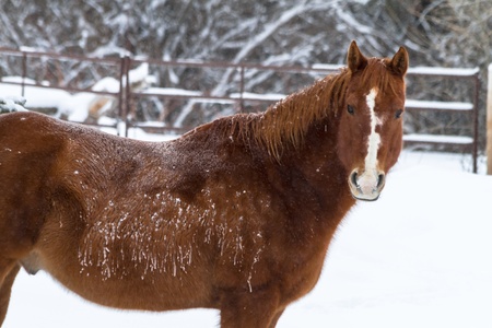 Large brown horse standing in falling snowの写真素材