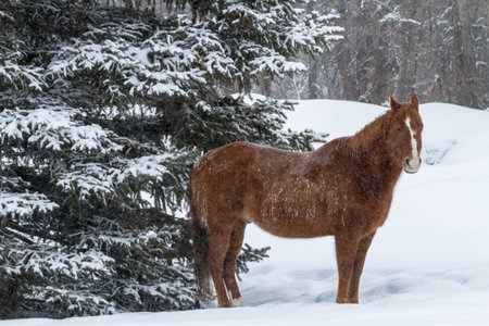 Large brown horse standing in falling snow near snow covered evergreen treeの写真素材