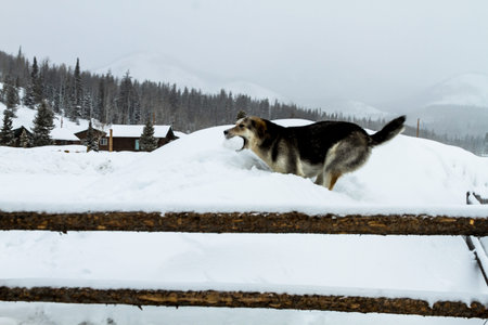 Large dog playing fetch with snow ball in the falling snowの写真素材