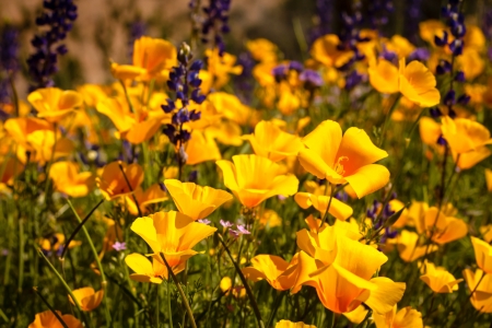 Field of Mexican Yellow Poppies and purple Lupine in the Sonoran Desert in Arizonaの写真素材