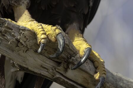Close up of the talons of a Bald Eagle holding on to a tree branchの写真素材