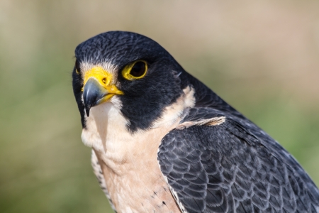 Close up of a Peregrine Falconの写真素材