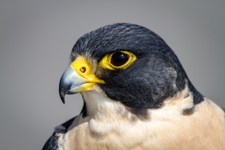 Close up of the head of a Peregrine Falconの写真素材