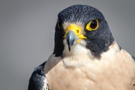 Stare of a Peregrine Falcon perched on a tree branchの写真素材