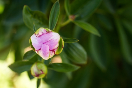 Variegated pink peony flower bud opening it petalsの写真素材