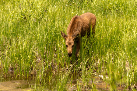 American moose calf standing in pond getting a drink of waterの写真素材