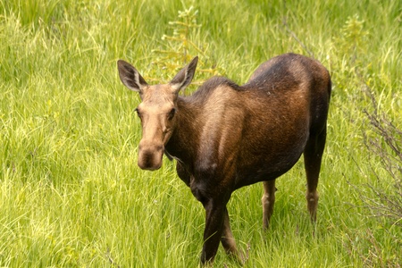 Large female moose standing in tall grass on sunny summer dayの写真素材