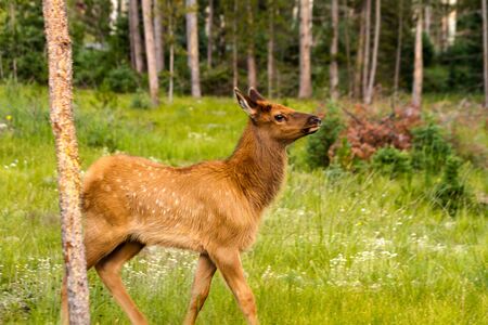 Elk calf walk through open meadowの写真素材