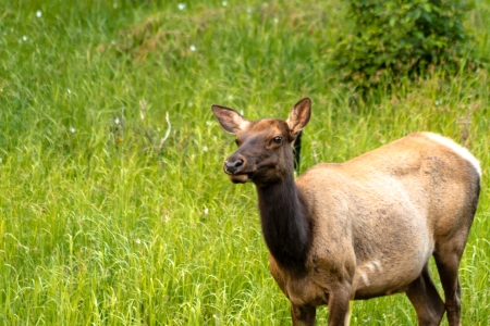 Close up of large female elk cow standing in meadow of green grassの写真素材