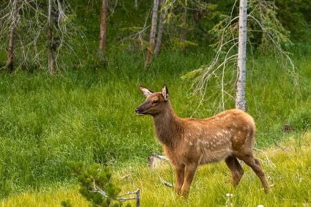 Elk calf standing near forest edge in green grassの写真素材
