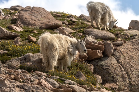 Large rocky mountain goats standing on rocks high in the mountainsの写真素材