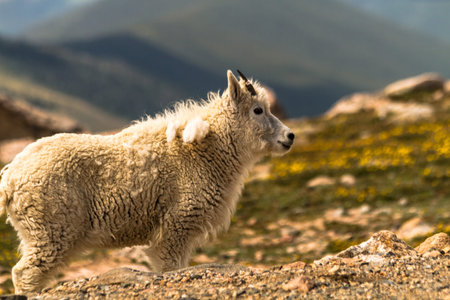 Small mountain goat standing in mountain meadowの写真素材