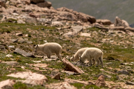 3 mountain goat babies grazing in high mountain meadowの写真素材