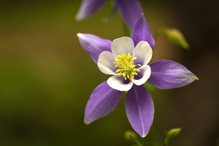 Close up of blue columbine, the state flower of Coloradoの写真素材