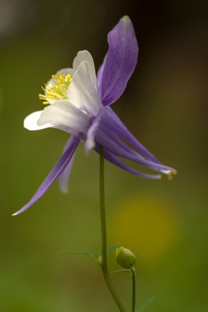 Side view of a blue columbine and stemの写真素材