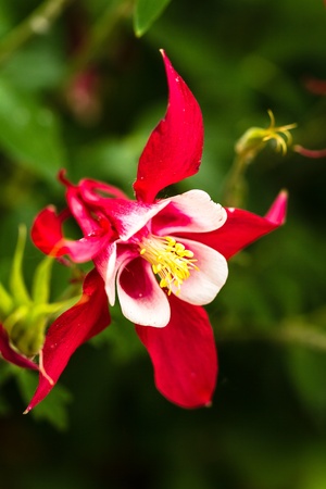 Close up of red columbine bloom growing in gardenの写真素材