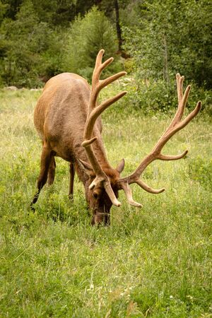 Large bull elk eating green grass in meadowの写真素材