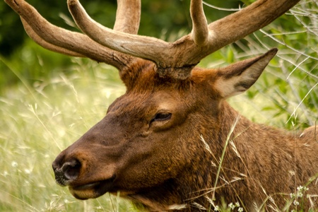 Close up of large bull elk sleeping in the grass in meadowの写真素材