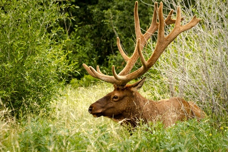 Large bull elk laying in green grass in meadowの写真素材