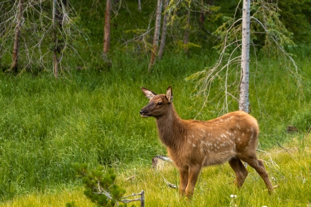 Elk calf standing near forest edge in green grass meadowの写真素材