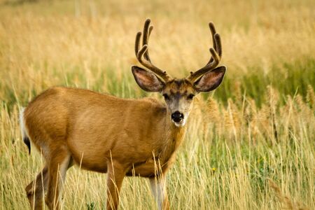 Young mule deer buck standing in a field of tall grass in full summer velvetの写真素材