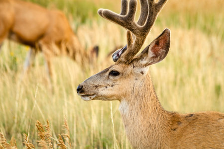Side view of young male mule deer standing in tall summer grass